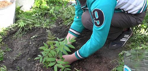 planter un semis