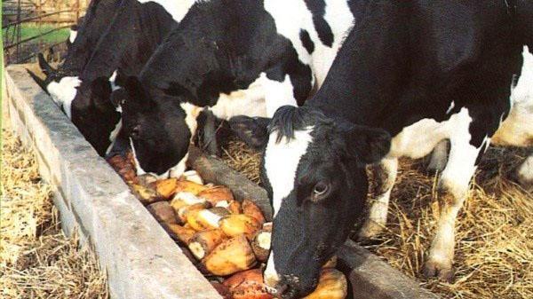 nourrir les vaches avec des navets