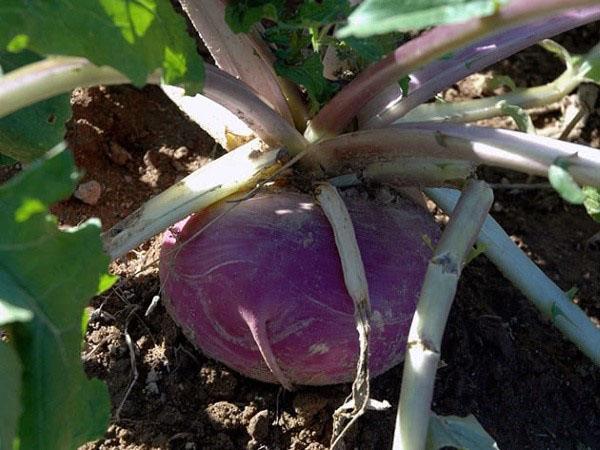 nabo en el jardín