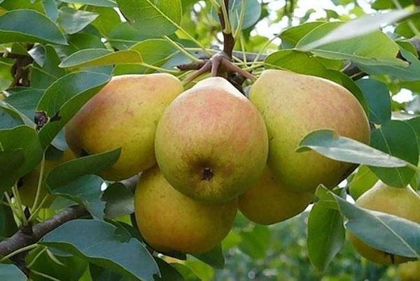 fruits de la variété Veles