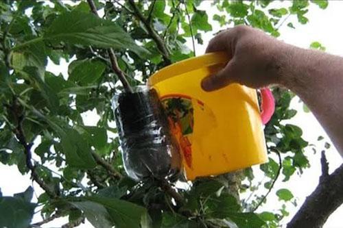 propagation des poires par marcottage aérien