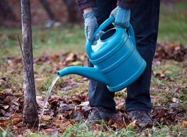 arroser et nourrir avec des engrais liquides