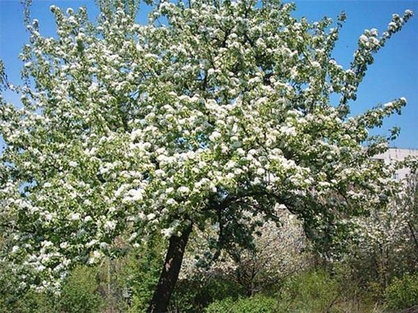 poire variété Veles