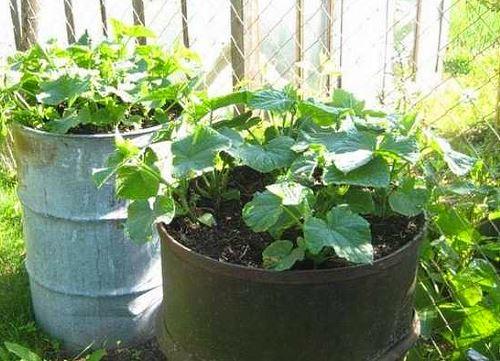 en la foto pepinos cultivados en barriles