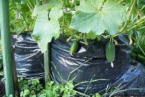 en la foto pepinos cultivados en bolsas