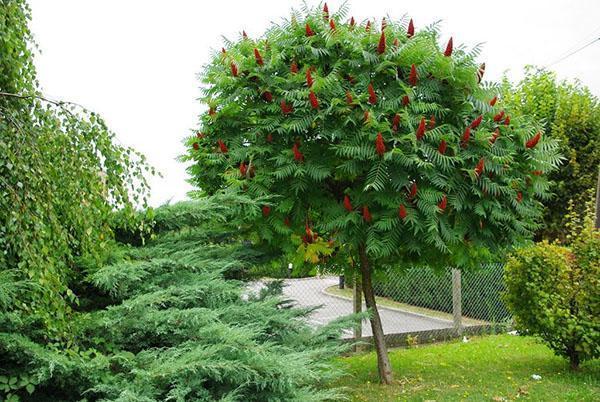 arbre de sumac