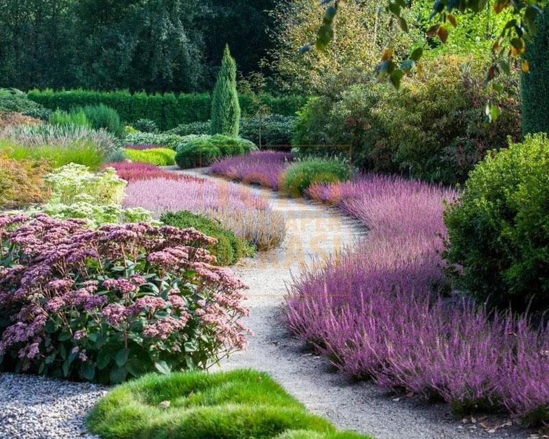 Plantación y cuidado de brezos en el jardín.