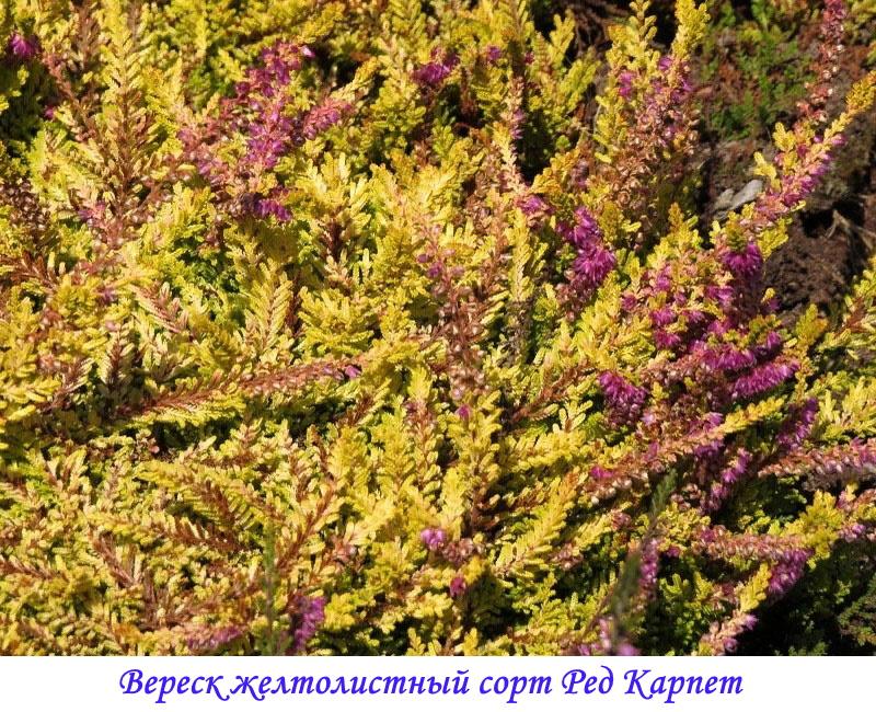 variedad de alfombra roja