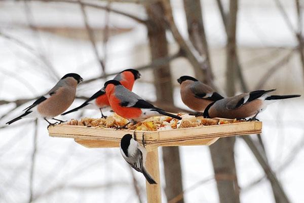 mangeoires d'oiseaux