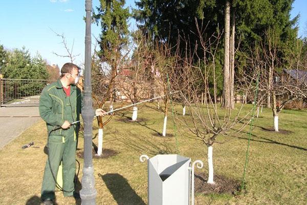 tratamiento de jardín joven