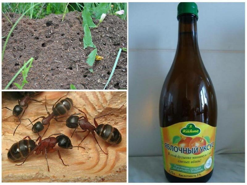 remedios caseros para hormigas
