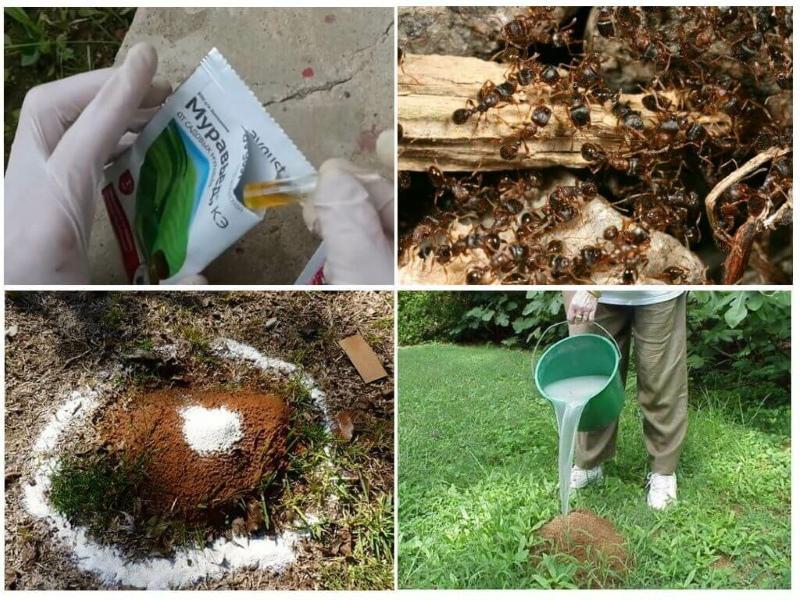 cómo deshacerse de las hormigas en el jardín