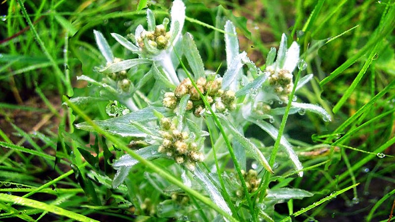 enredadera de pantano floreciente