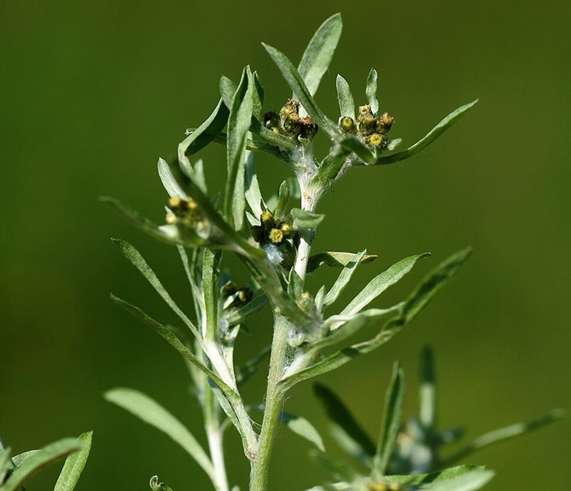 propriétés utiles du séchoir des marais