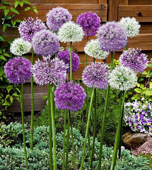 exuberante flor de allium