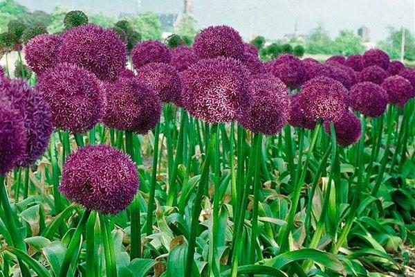 Allium creciente