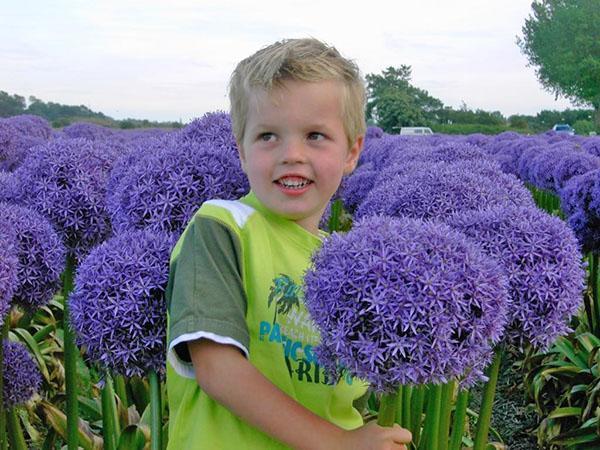 Allium bien cuidado