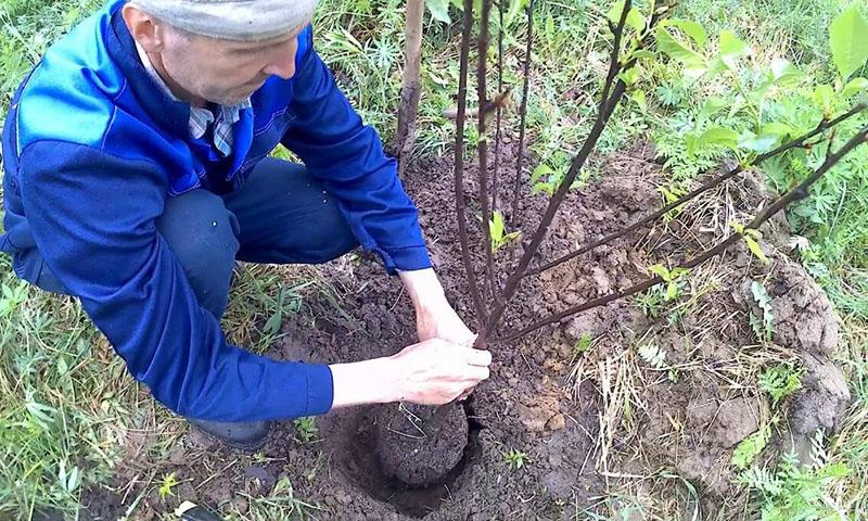 agrotecnología de la siembra de cerezas