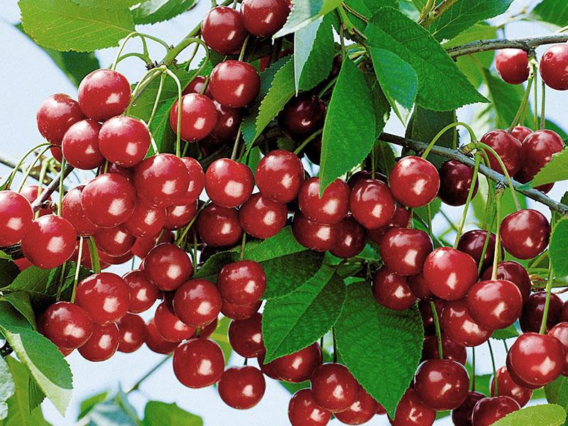 cereza fructífera Ural ruby