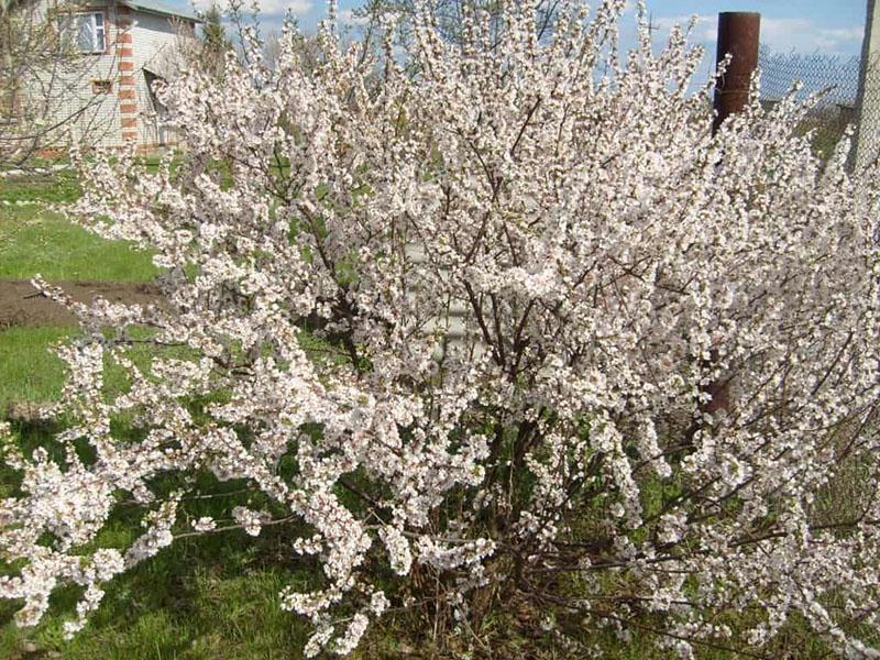 flores de cerezo Ural Ruby