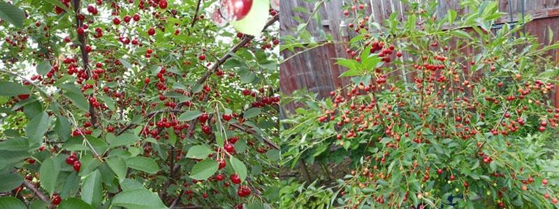 fructificación de la cereza rubí de los Urales