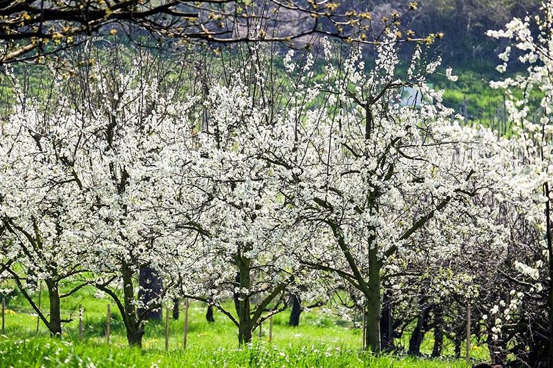 huerto de cerezos en flor