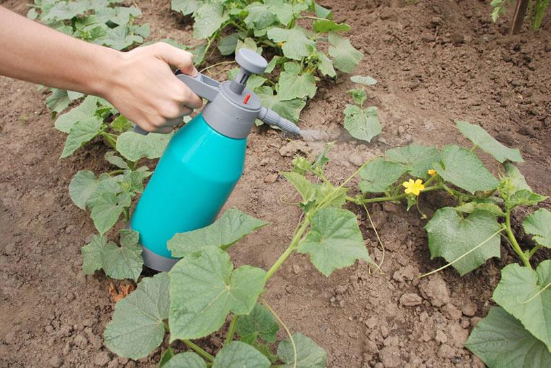 plantas de procesamiento en tiempo seco