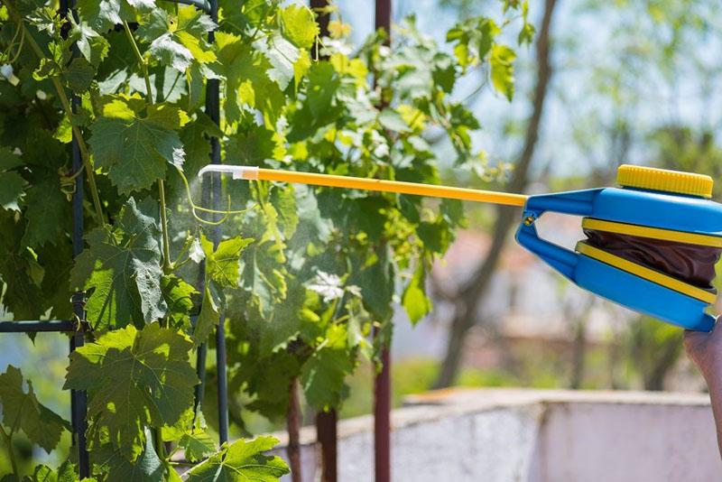 fongicide acrobat mc mode d'emploi à la vigne