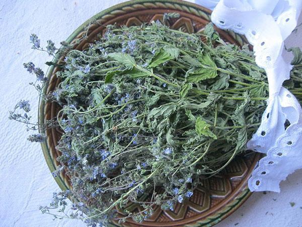 préparation de Veronica officinalis