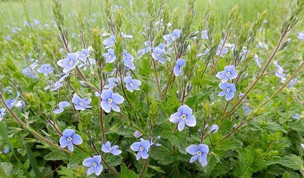 herbe veronica officinalis
