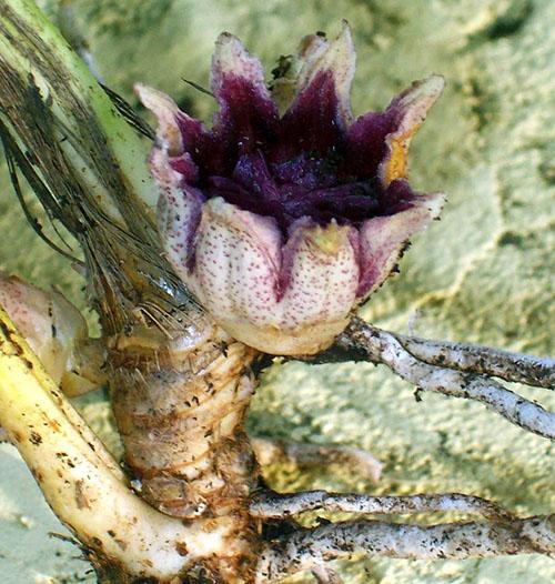 Floraison unique d'aspidistra