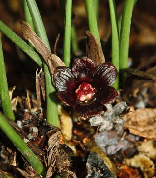 Les fleurs d'Aspidistra sont de couleur violet foncé, marron, violet ou d'autres tons