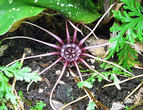 Flor de Aspidistra grandifolia