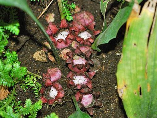 Flores de zongbayi aspidistra