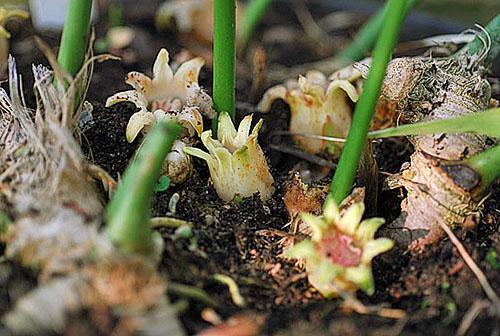 Fleurs d'Aspidistra fongilliformis