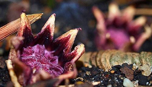 Les fleurs d'Aspidistra ne forment pas de nectar