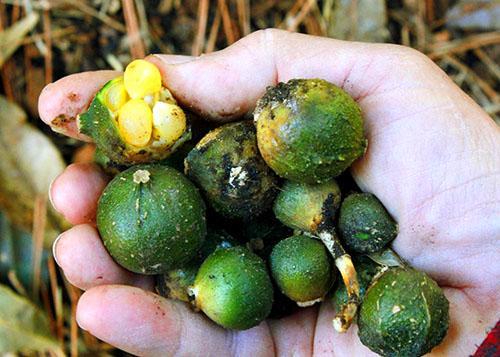 Fruit d'aspidistra dense contenant une à plusieurs grosses graines