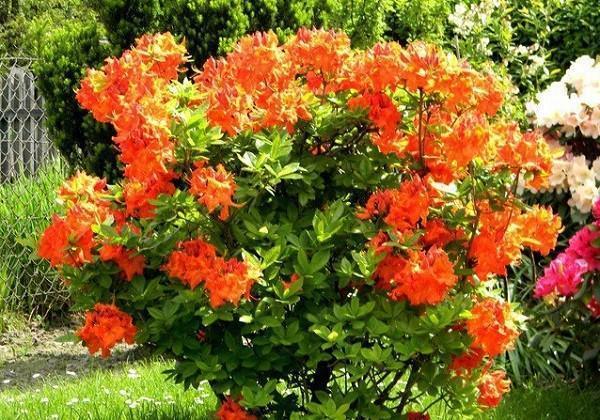 azalée de jardin