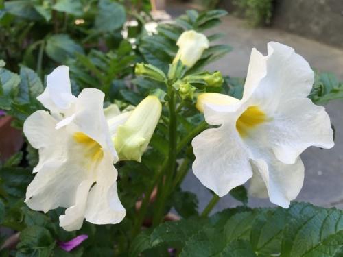 inflorescences d'incarvillea