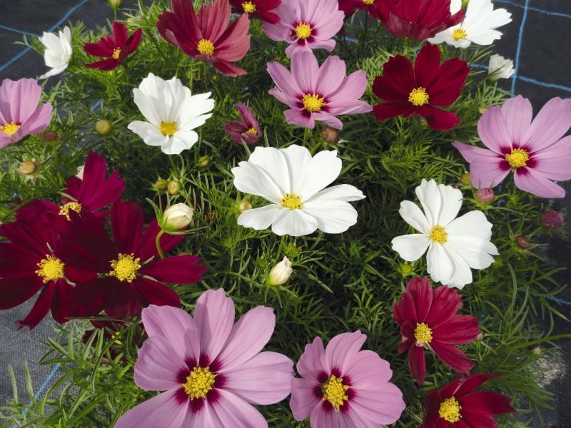 cosmos fleuri