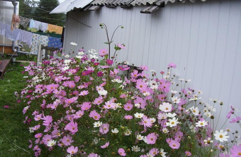 plantation et entretien de kosmeya à l'extérieur dans le jardin