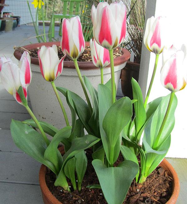 les tulipes ont fleuri avant le 8 mars