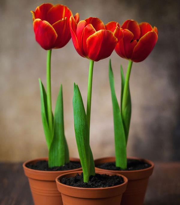 forcer les tulipes dans des pots