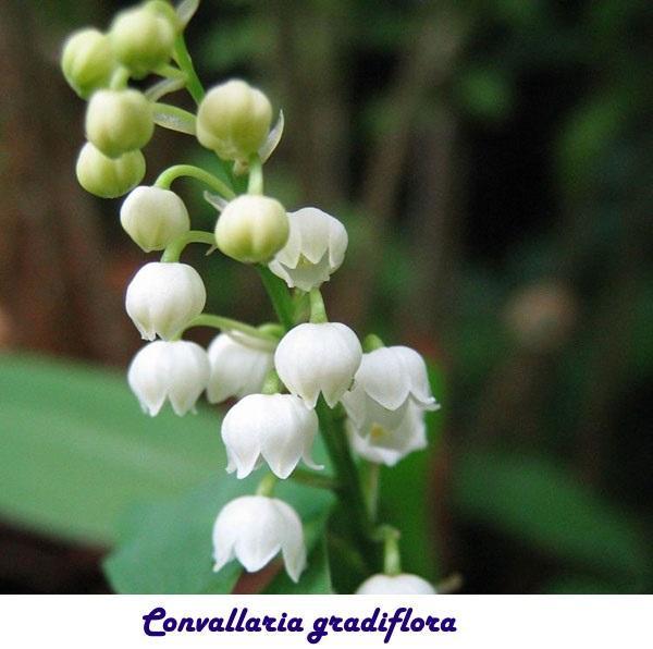 muguet à grandes fleurs