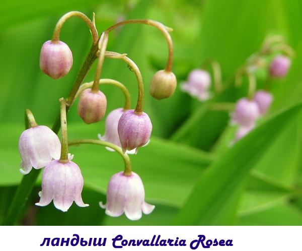 muguet rose pâle