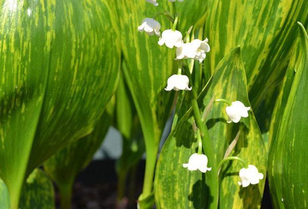 muguet au feuillage panaché