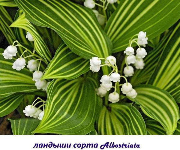 muguet Albostriata