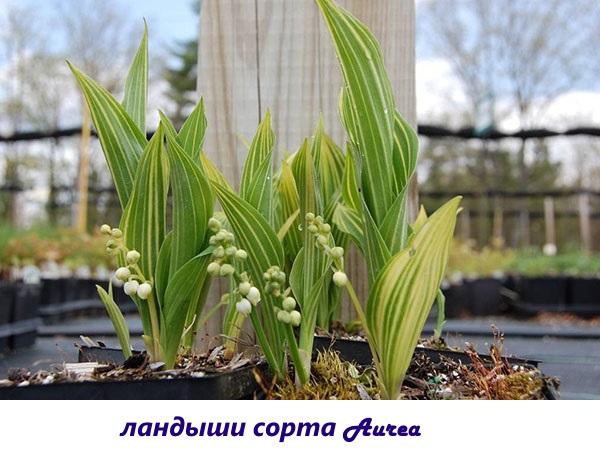 muguet Aurea