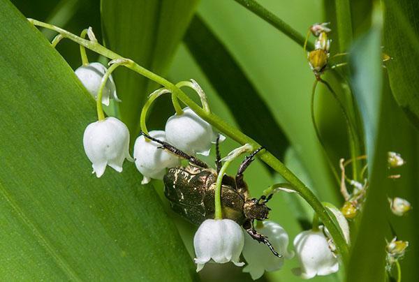 Mai muguet