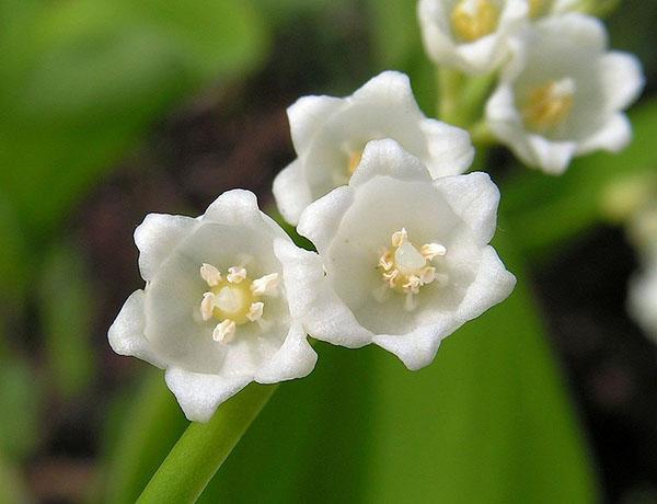 épillet blanc comme neige